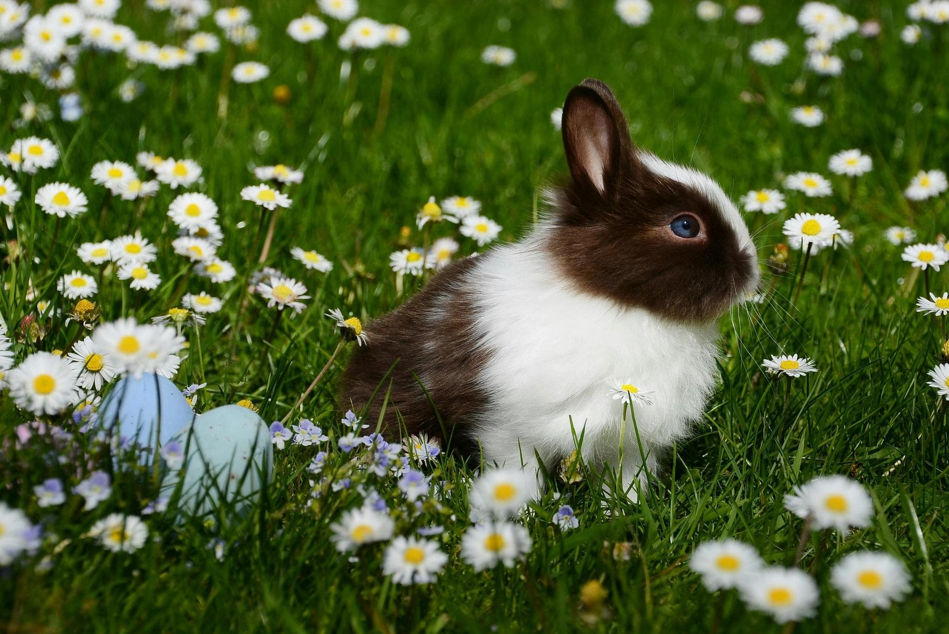 Specialist Vets in Portland
