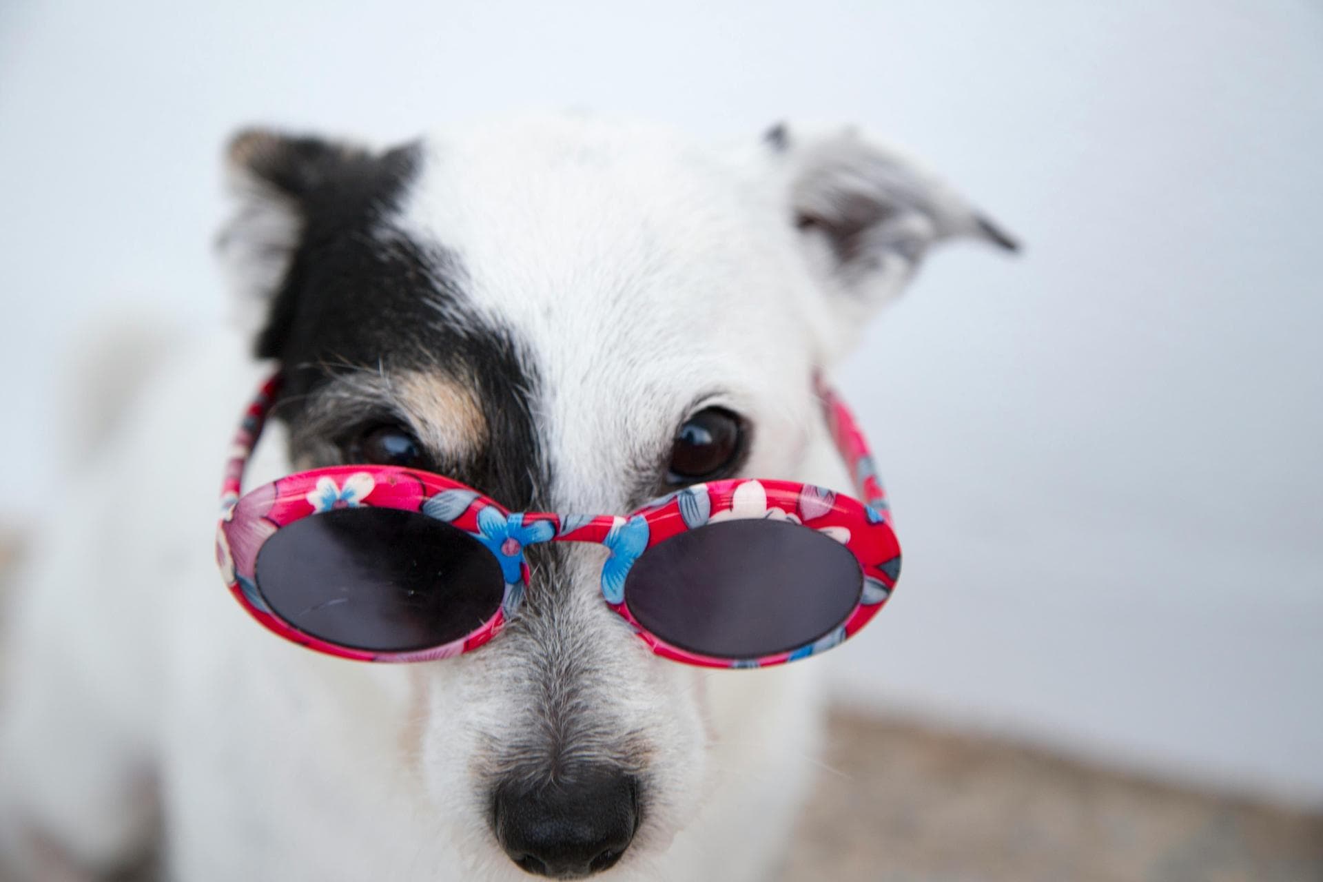 Dog & Cat Vets in Portland